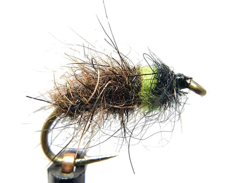 Peeping caddis.