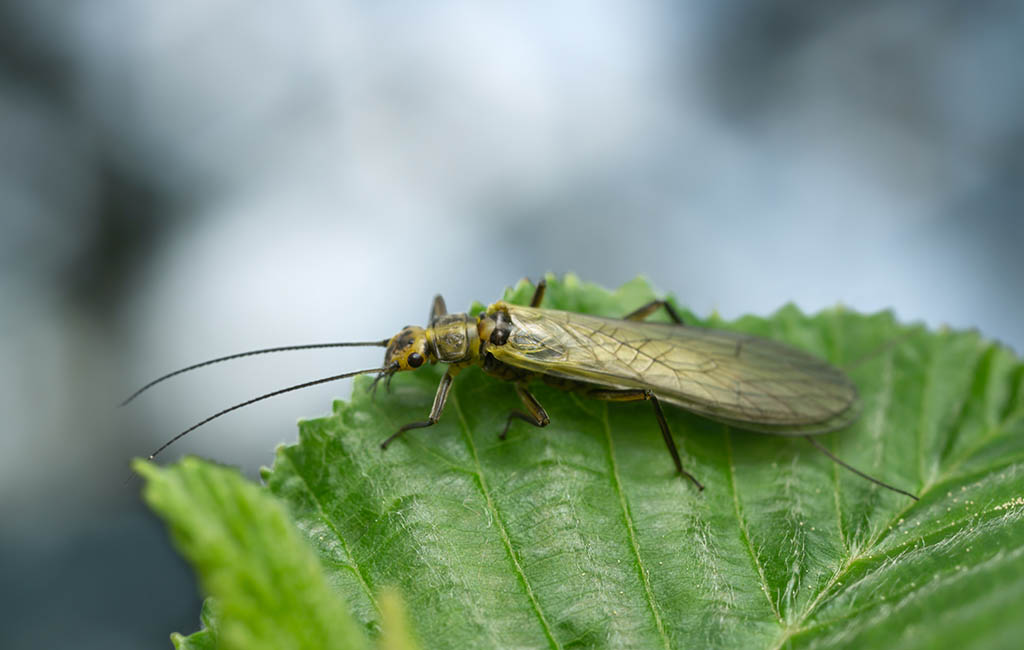 Stonefly on a tree leaf.